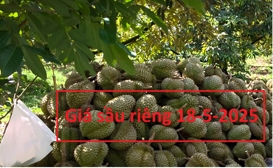 Giá sầu riêng hôm nay 18/5: Sầu Thái VIP tăng mạnh, thị trường nhộn nhịp trở lại