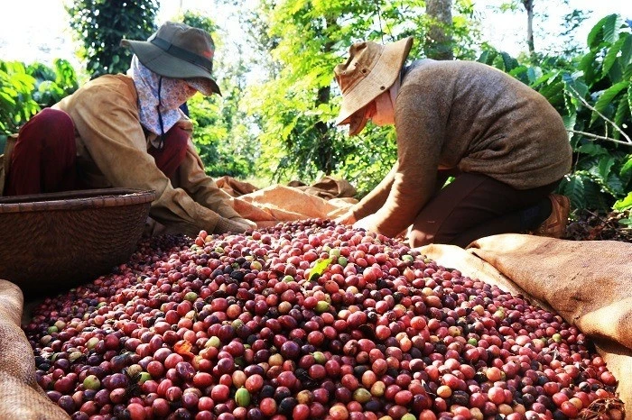 Gạo và cà phê xuất khẩu 'kêu cứu' vì gánh nặng thuế VAT 5%