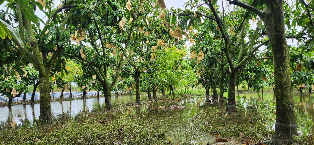 Biện pháp chăm sóc và phục hồi vườn cây khi bị ngập úng