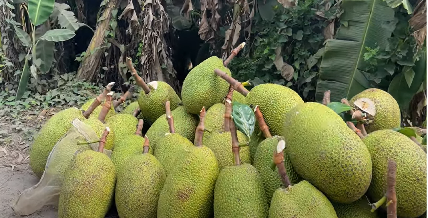 Giá mít Thái lao dốc chỉ còn 5.000 đồng/kg, nhà vườn miền Tây rơi vào cảnh thua lỗ