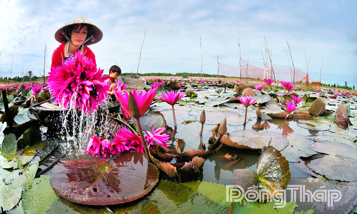 Bông súng miền Tây – Vẻ đẹp bình dị giữa sông nước